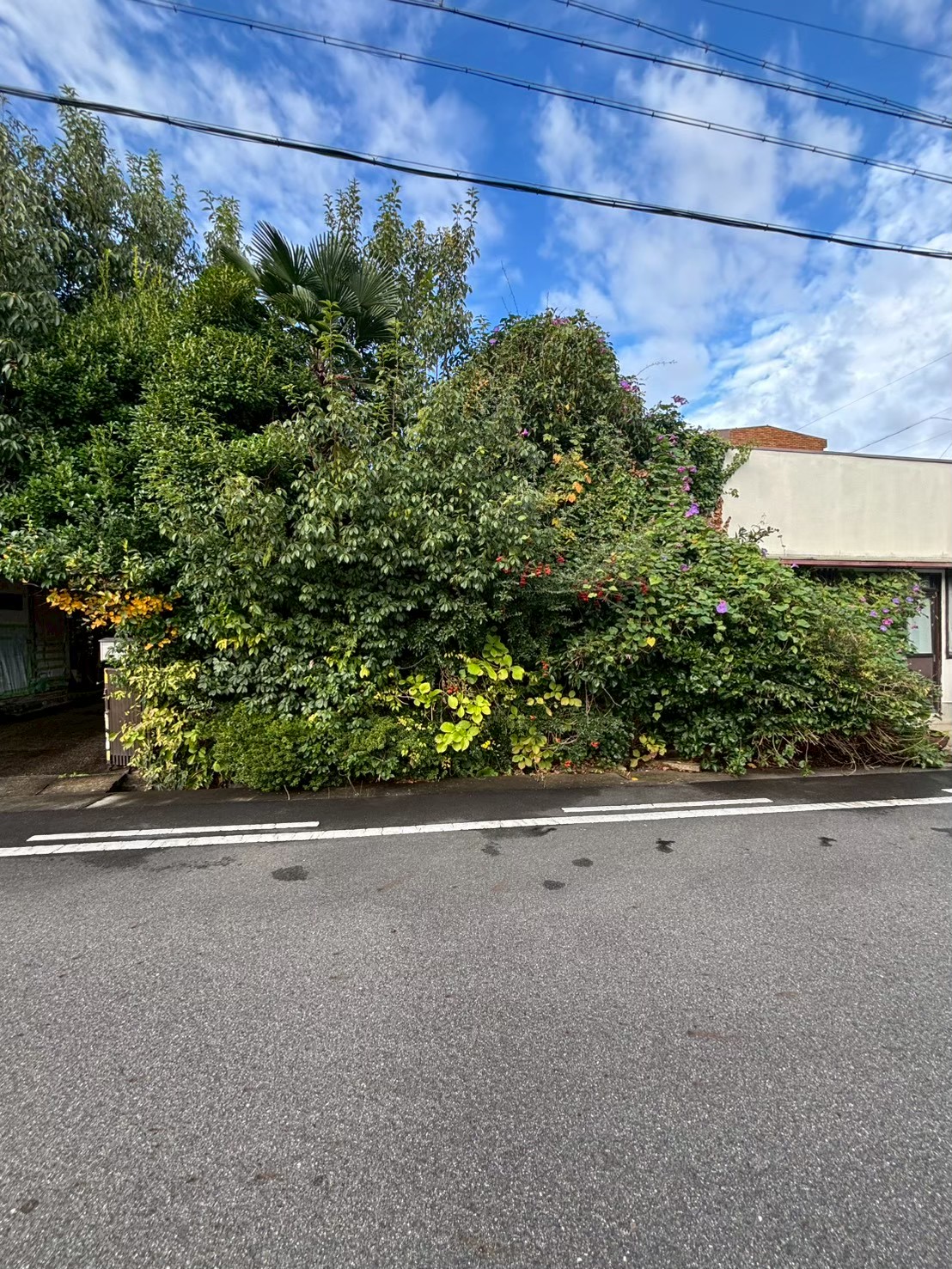 木の伐採、遺品整理　名古屋瑞穂区・作業前